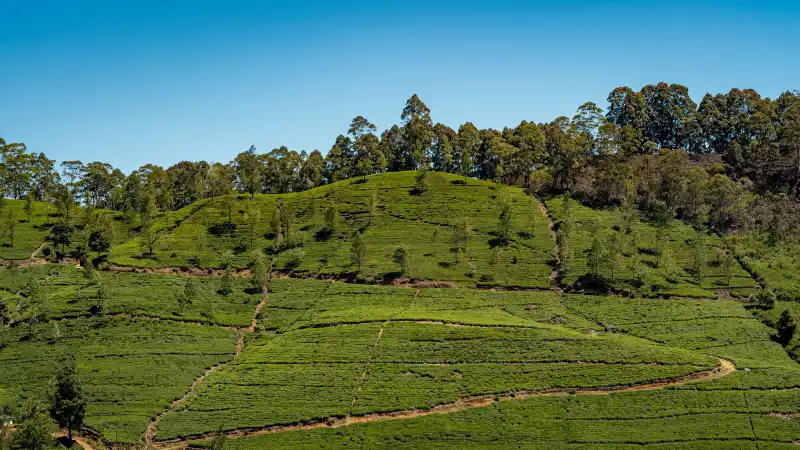De beroemde blauwe trein door de groene theevelden van Sri Lanka