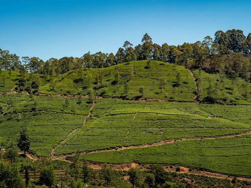 De beroemde blauwe trein door de groene theevelden van Sri Lanka