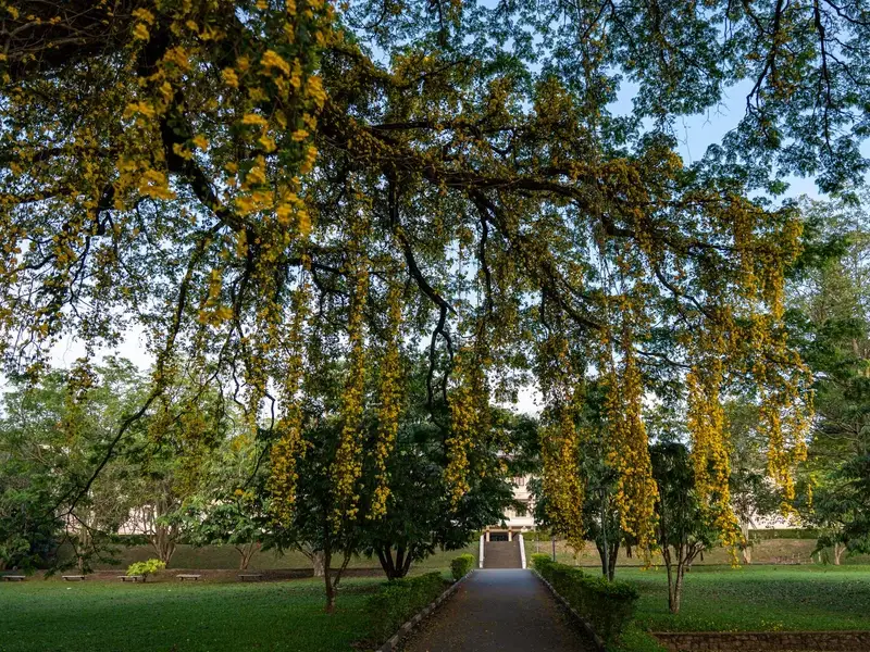 De botanische tuin van Peradeniya bij Kandy