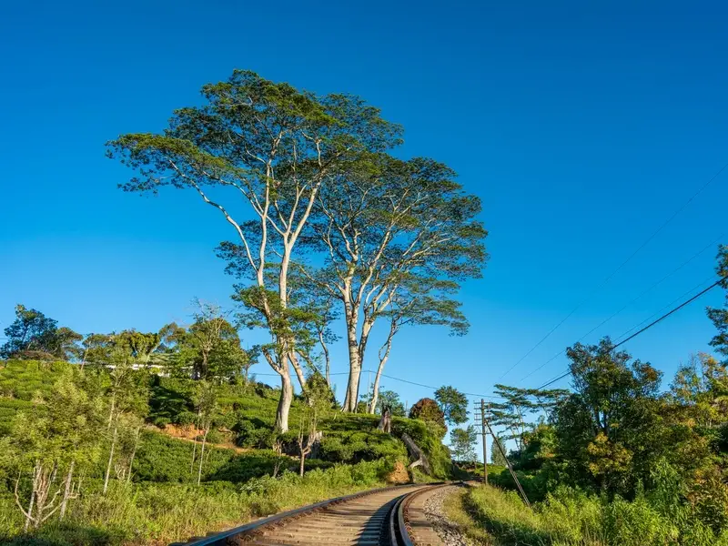 De trein door de theevelden vanaf Kandy