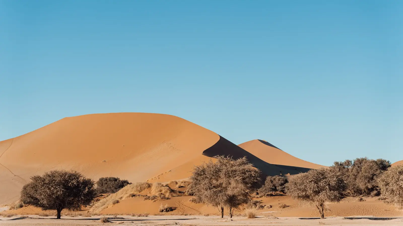 Namibië vakantie: duinen en wildlife