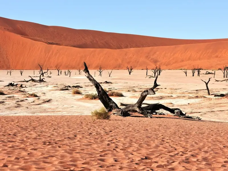De witte pan van Deadvlei met dode bomen